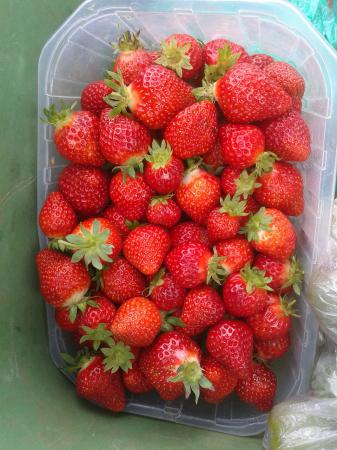 Gros plan fraises