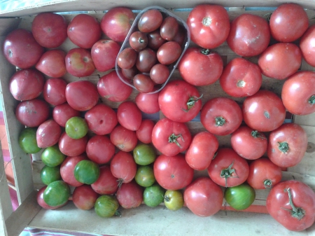 Cageot de tomates Ile d'O